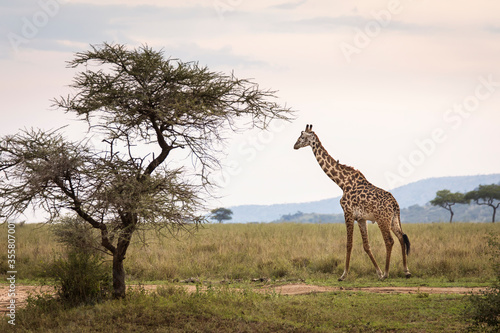 Portrait of a giraffe looking on the camera during safari in Tarangire National Park  Tanzania  with beautiful acacia tree in background. Wild nature of Africa.