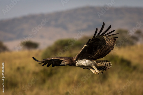 Hawk flying over savana in Serengeti National Park in Tanzania during safari with blue sky in background. Wild nature of Africa