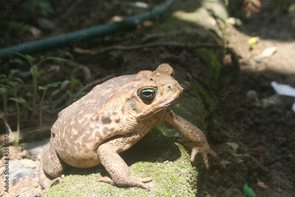 Sapos comunes o sapos europeos. Sapo Aga. Rhinella tiene razón. Sapos comunes o sapos europeos. Sapo Aga. Rhinella tiene razón.