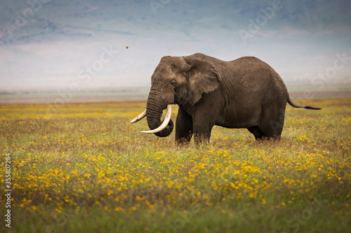 Elephant eating grass during safari in National Park of Ngorongoro  Tanzania. Beautiful yellow flowers around him. Wild nature of Africa.
