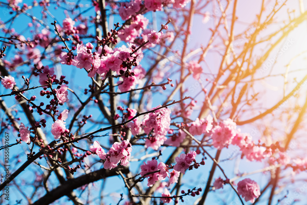 Branches of spring blooming tree with pink flowers Branches of spring blooming tree with pink flowers