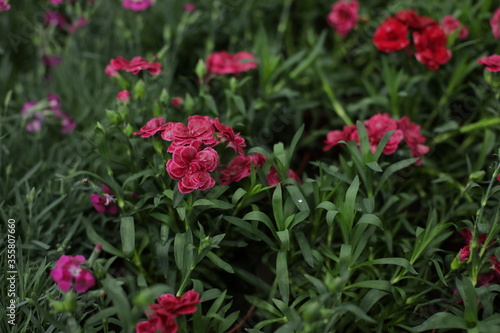Plants, flowers, beautiful background, professional macro photography.