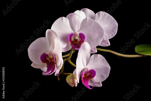 Orchid flowers on a black background