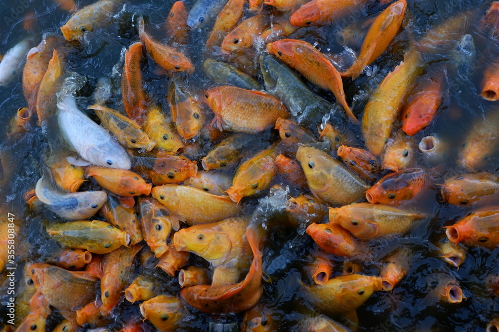 The Golden Fish The Golden Fish