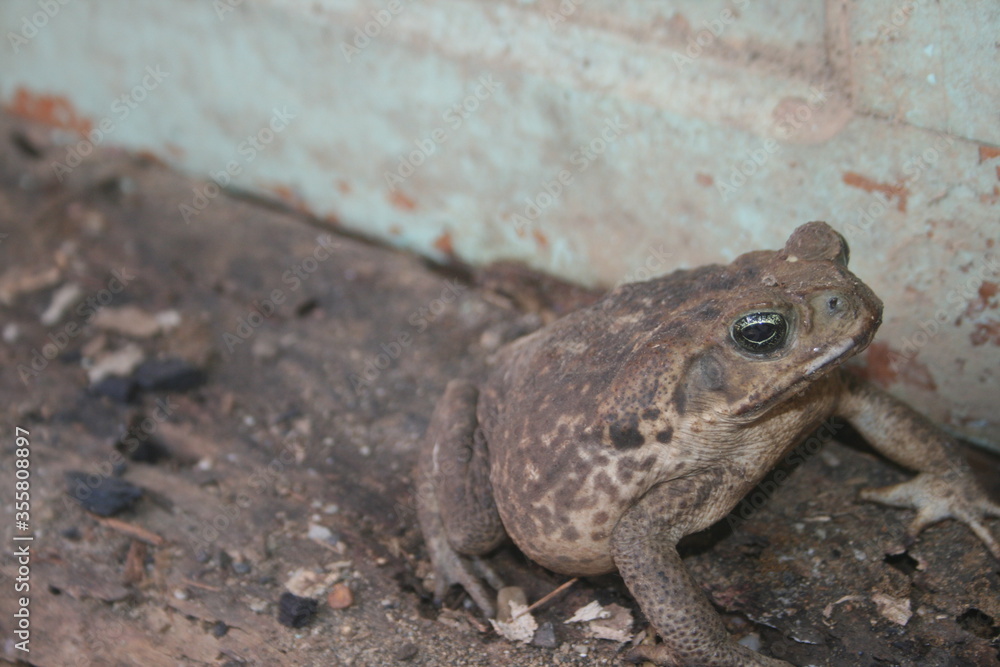Sapos comunes o sapos europeos. Sapo Aga. Rhinella tiene razón. Sapos comunes o sapos europeos. Sapo Aga. Rhinella tiene razón.