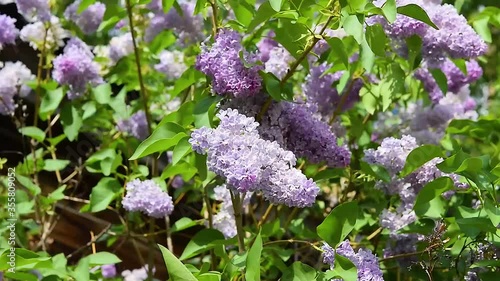 Purple lilac flowers on a branch with green leaves swaying in the wind. Beautiful spring natural background.
