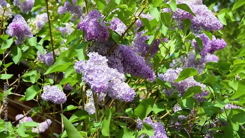 Purple lilac flowers on a branch with green leaves swaying in the wind. Beautiful spring natural background.