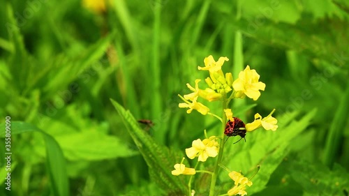 Bug-soldiers red (Pyrrhocoris apterus). Beetle Soldiers mating among the greenery and flowers