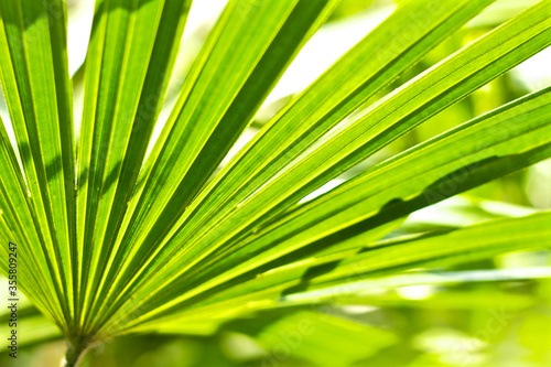 palm tree closeup blur background