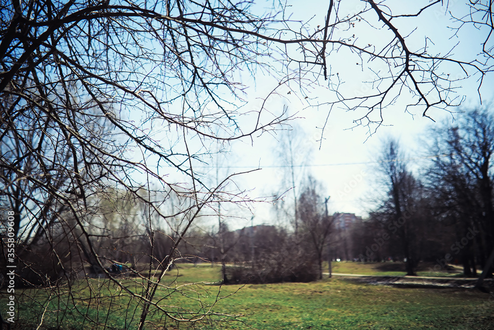 Bright spring greens at dawn in the forest. Nature comes to life in early spring. Bright spring greens at dawn in the forest. Nature comes to life in early spring.