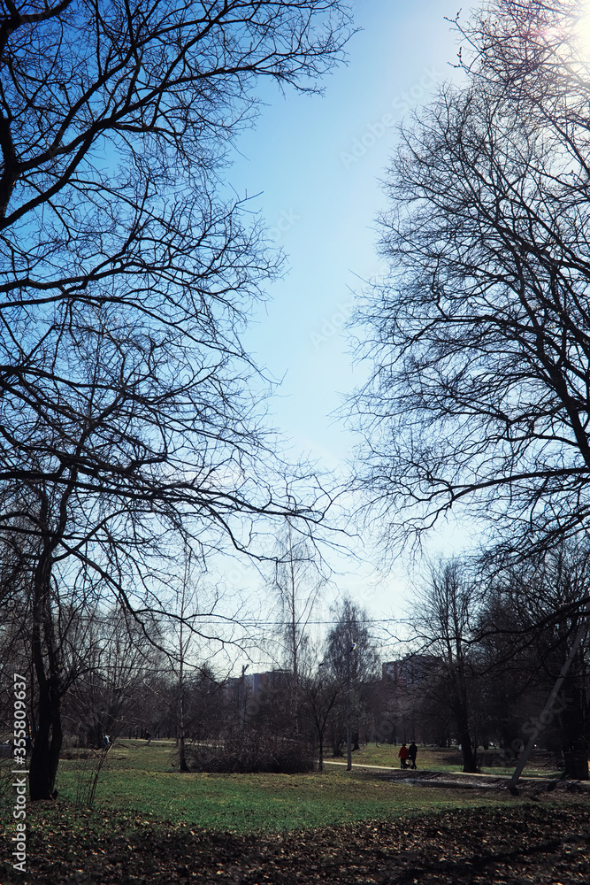 Obraz premium Bright spring greens at dawn in the forest. Nature comes to life in early spring.