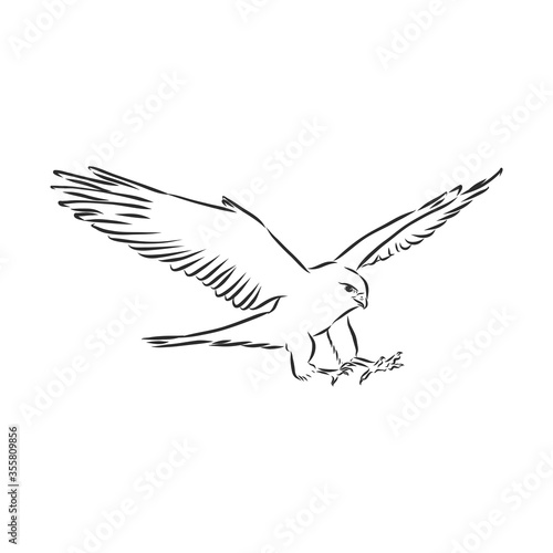 Black and white illustration. Sketch of bird for tattoo art. Detailed hand drawn eagle for tattoo on back. Falcon bird, vector sketch