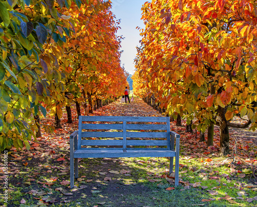 Autumn colors, park bench, in Perth Australia