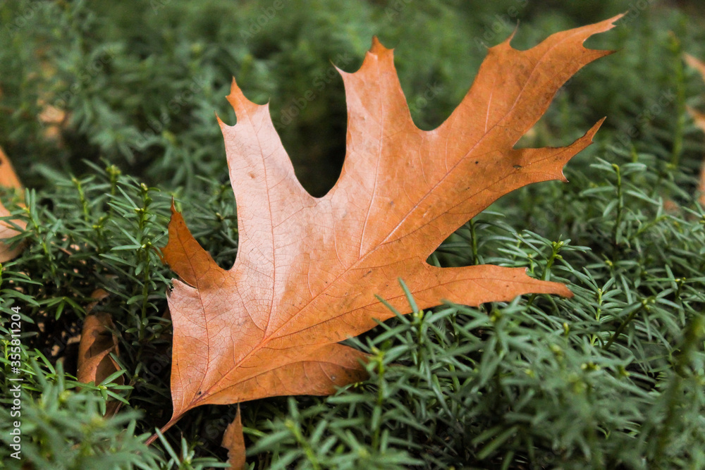 Fototapeta premium Orange-brown acorn tree leaf fallen on dark green pine leaves
