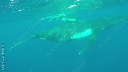 Wallpaper Mural Newborn humpback whale cub swims next to mom underwater in Pacific Ocean. Megaptera Novaeangliae whale in blue water in Tonga Polynesia. Torontodigital.ca