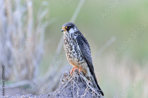 Amur Falcon