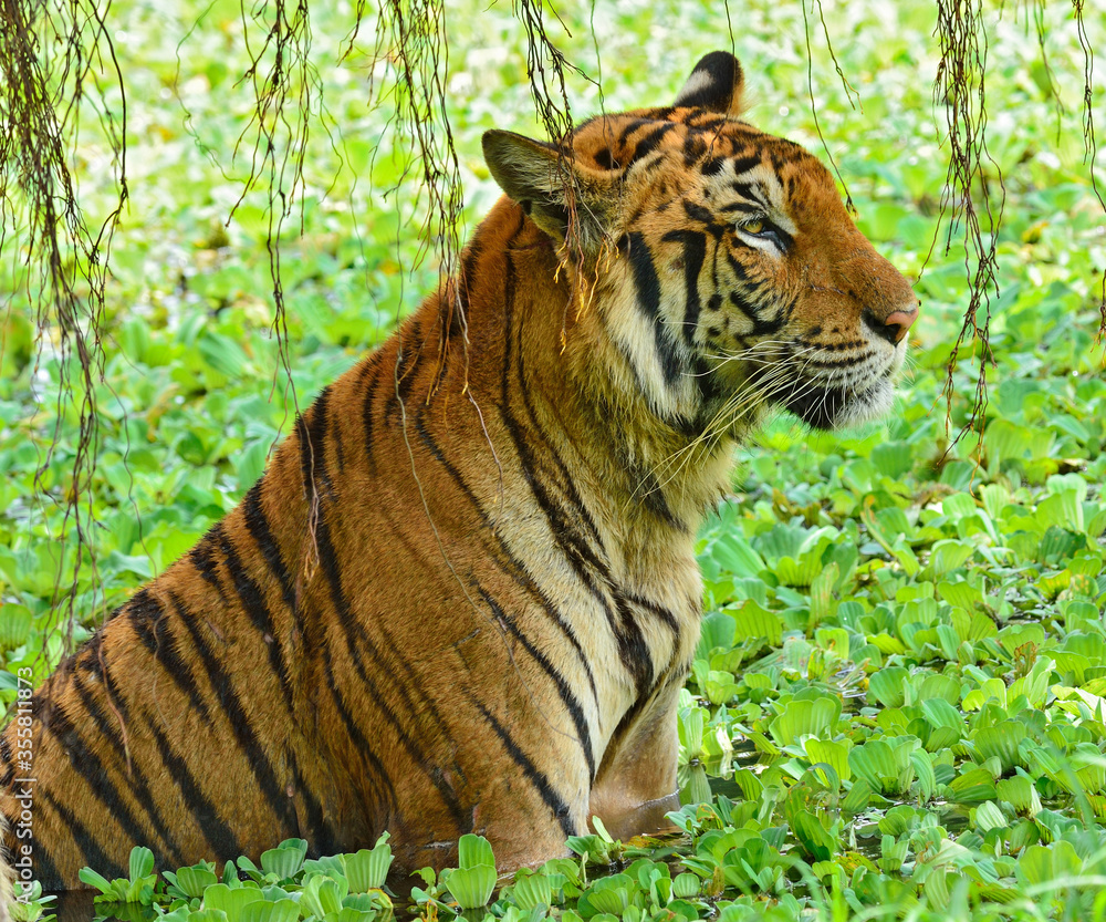 Obraz premium Bengal tiger