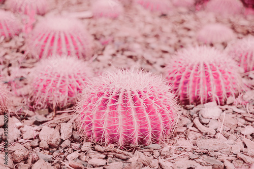 Purple toned image of big cactus in outdoor garden. Desert plant. Pink color