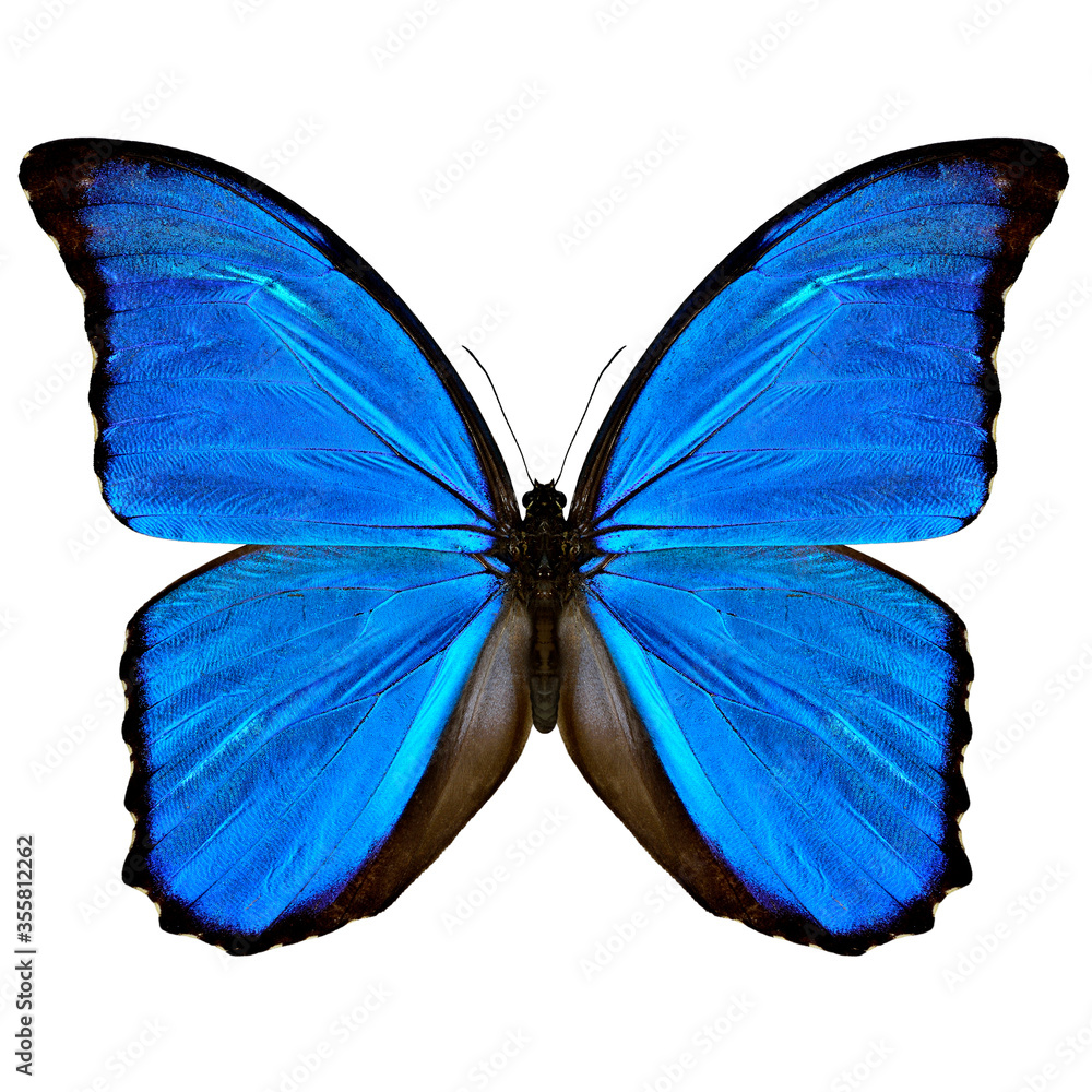 Obraz Blue Morpho butterfly