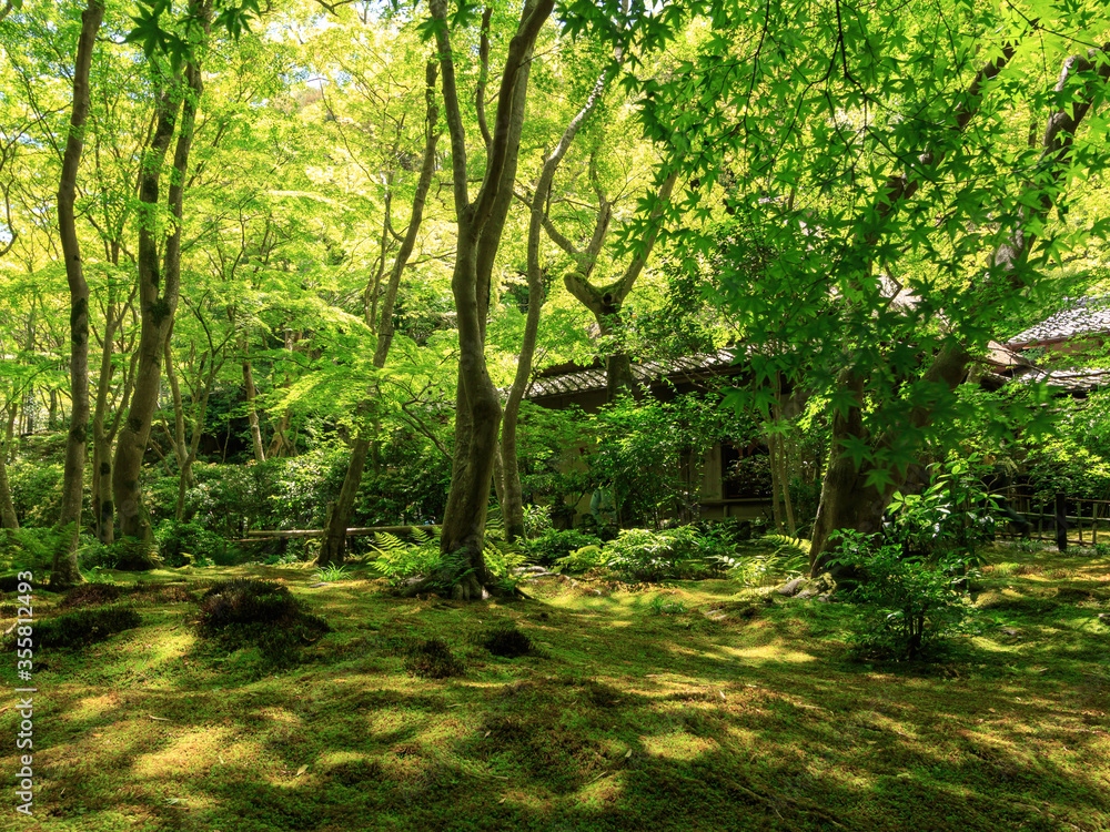 Obraz premium 新緑の京都