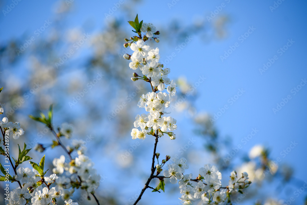 Beautiful cherry blossom on a background of blue sky.