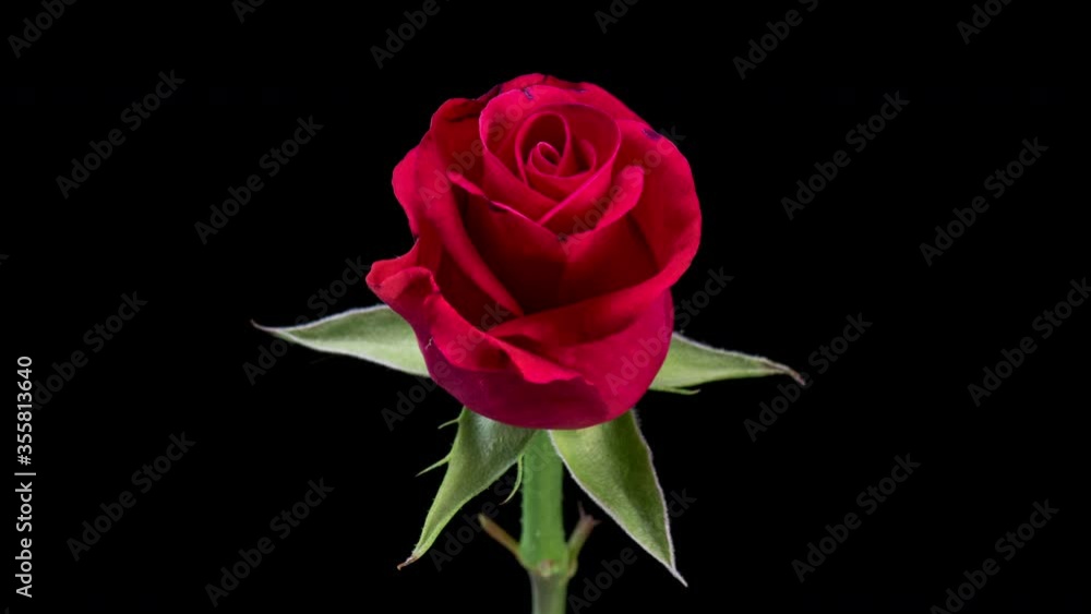 4K Time Lapse of blooming red Rose flower. Life and Death beautiful Rose. Close up Timelapse of blossom big single flower on black background. 4K Time Lapse of blooming red Rose flower. Life and Death beautiful Rose. Close up Timelapse of blossom big single flower on black background.