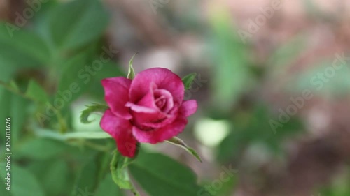 Wallpaper Mural rose flower in the garden Torontodigital.ca