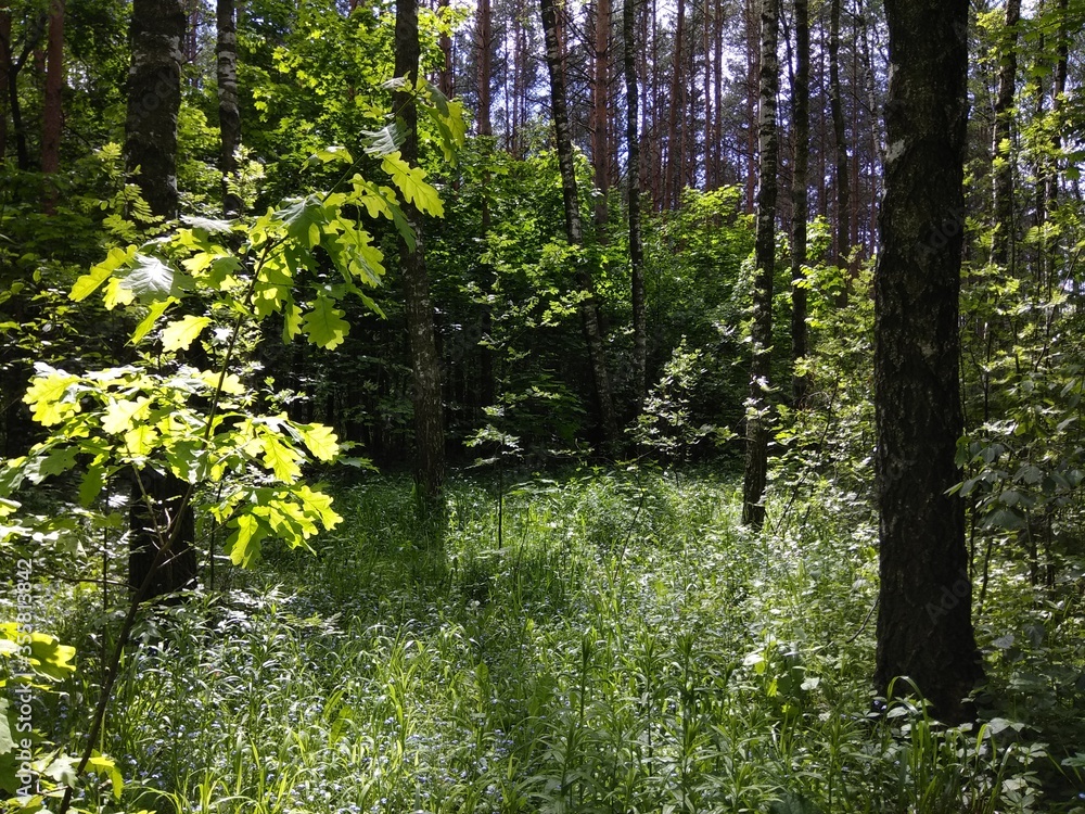 Obraz premium Spring pine forest in bright sunlight