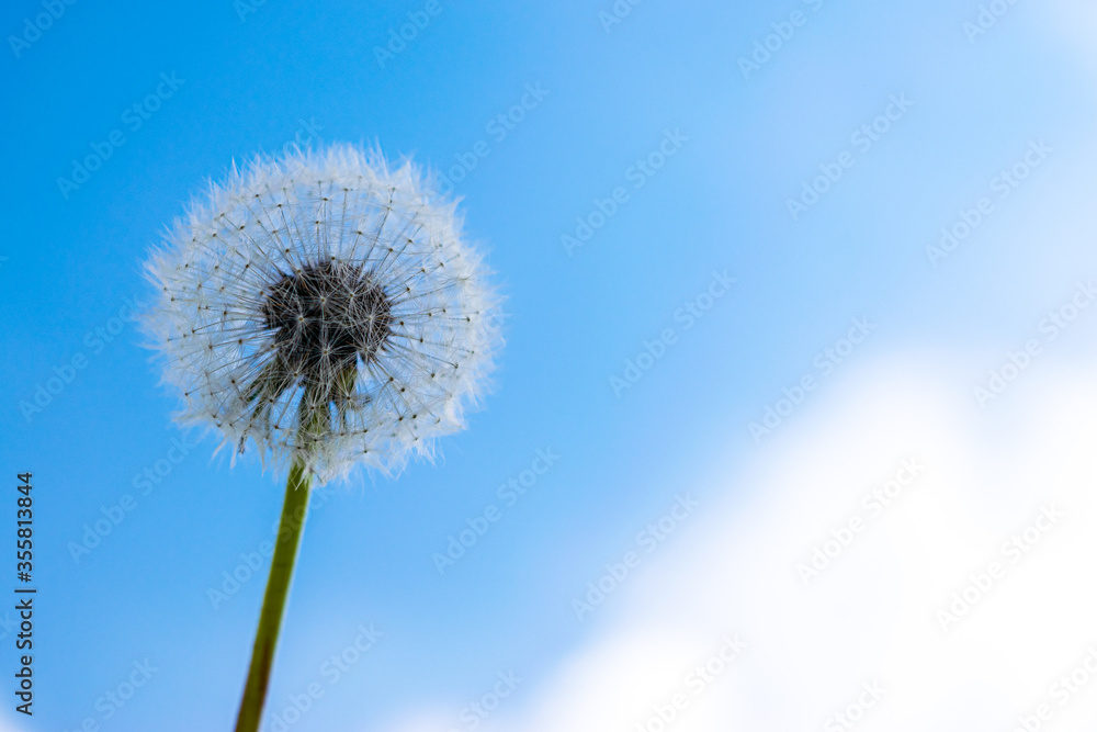 Dandelion against a blue sky