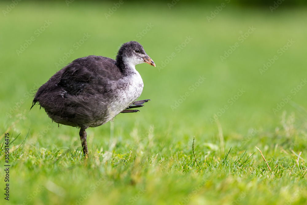 baby black coot bird in nature