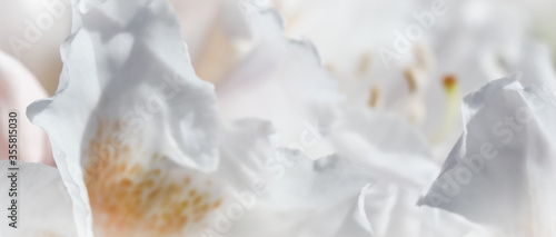Soft focus, abstract floral background, white Rhododendron flower petals. Macro flowers backdrop for holiday brand design