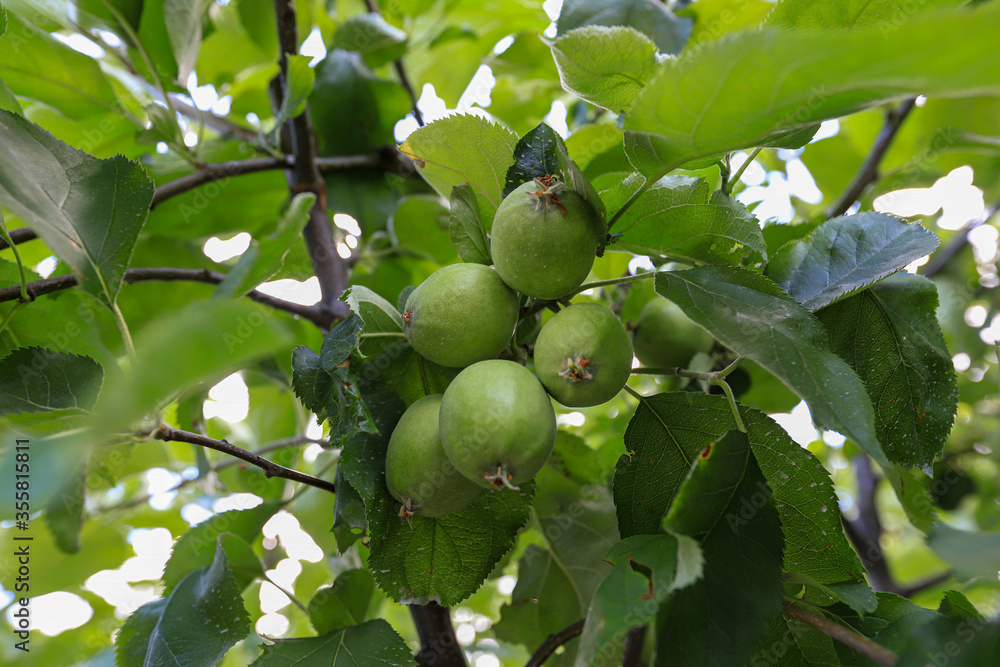 Green apples not yet ripe on the tree