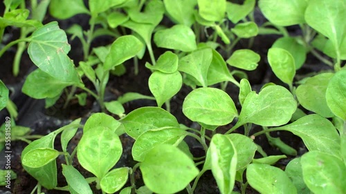 Wallpaper Mural Seedlings of eggplant in peat pots. Baby plants seeding. Planting in the spring. Horticulture and coltivation, spring gardening.  Torontodigital.ca