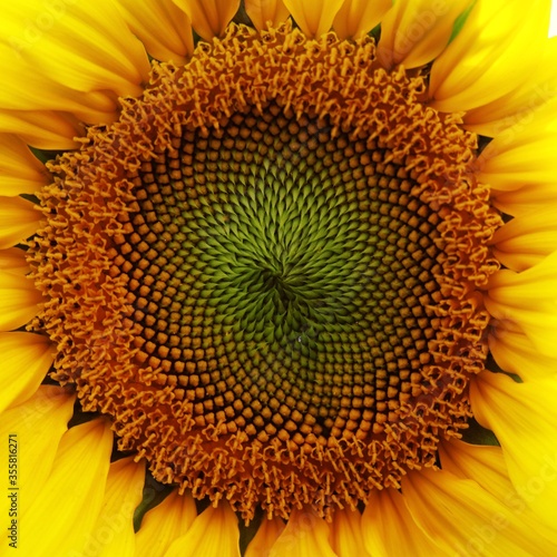 Sunflower natural background. Sunflower blooming. Sunflower field landscape close-up