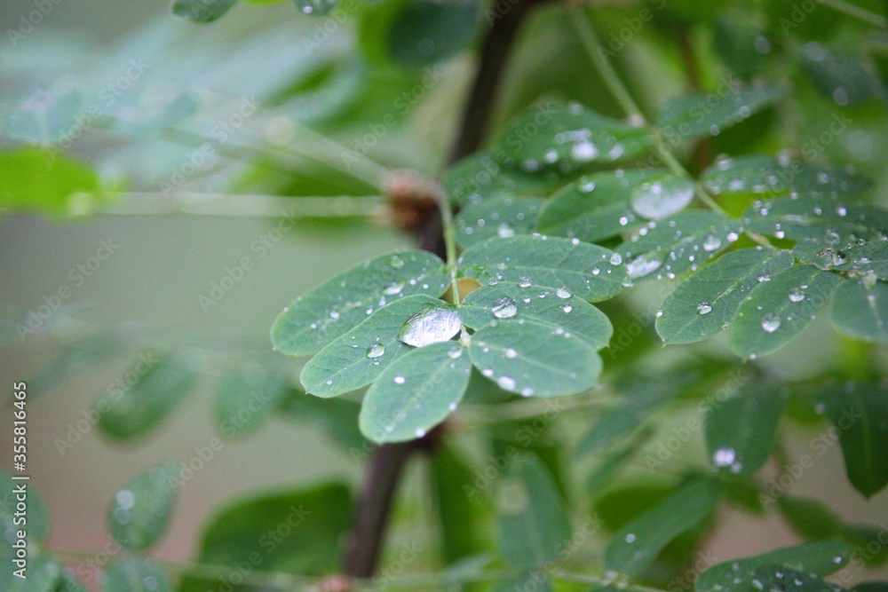 drops after rain on the green leaves of the bush drops after rain on the green leaves of the bush