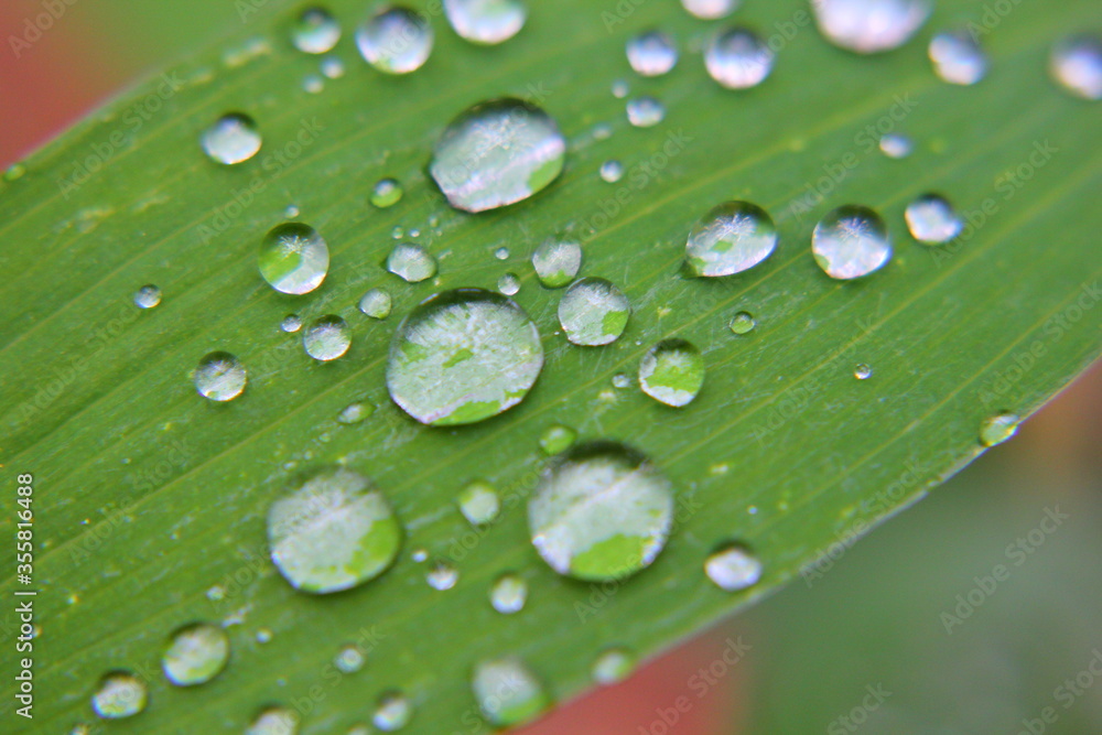 drops of dew on a green leaf of grass