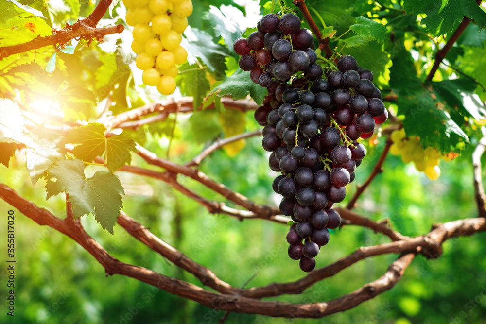 Ripe grapes hung on vineyards of grape trees. In the morning vineyard.