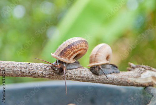 cyclophorid snails, cyclophorid snails from Thailand country photo