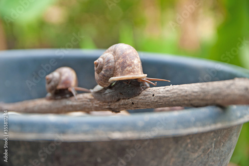 Wallpaper Mural cyclophorid snails, cyclophorid snails from Thailand country Torontodigital.ca