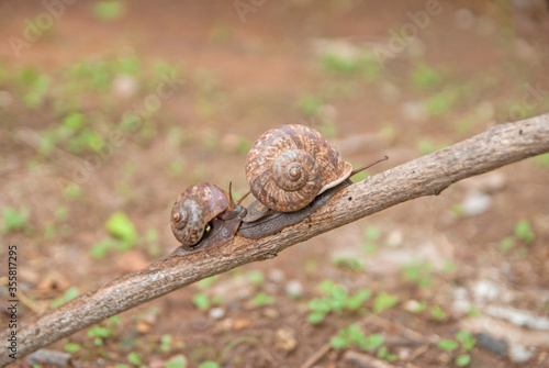 cyclophorid snails, cyclophorid snails from Thailand country