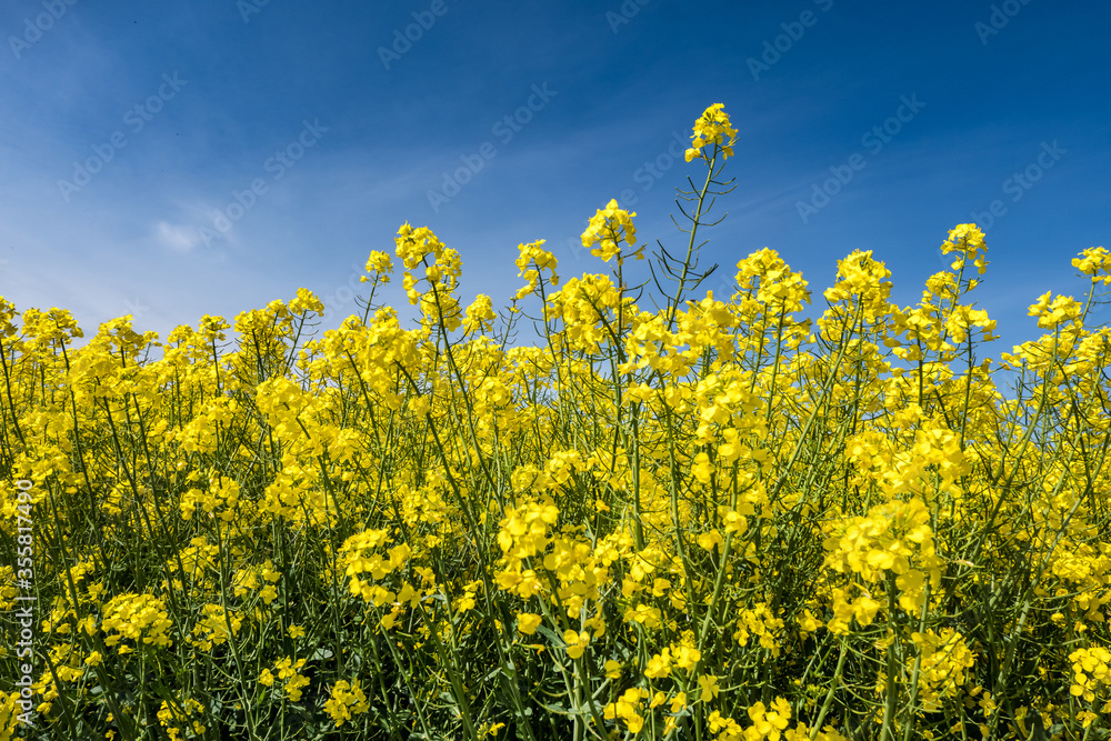 Field of beautiful springtime golden flower of rapeseed with blue sky Field of beautiful springtime golden flower of rapeseed with blue sky