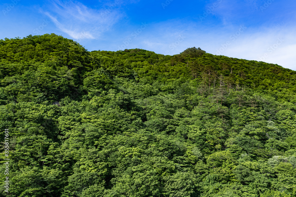 日本 新緑のブナの森の緑の壁 日本 新緑のブナの森の緑の壁
