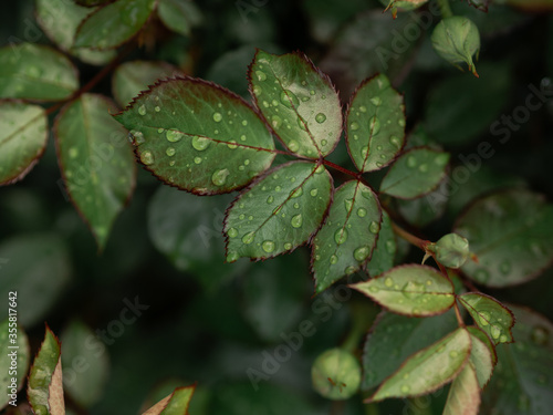 Wallpaper Mural green leaves with water drops Torontodigital.ca