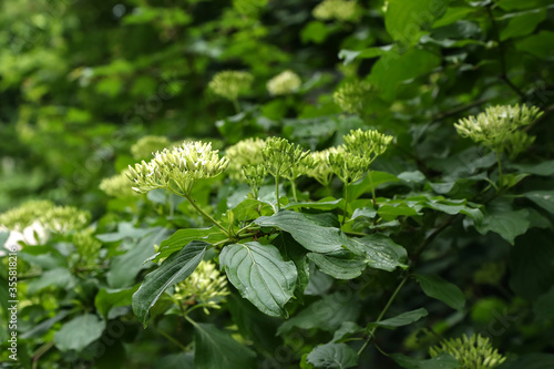Fotografie Cornus controversa in bloom in the arboretum