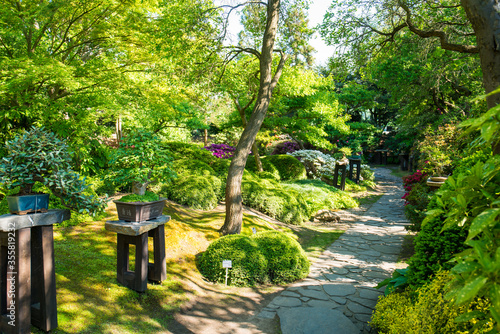 Blooming rhododendrons in Japanese garden within Botanical garden in Prague