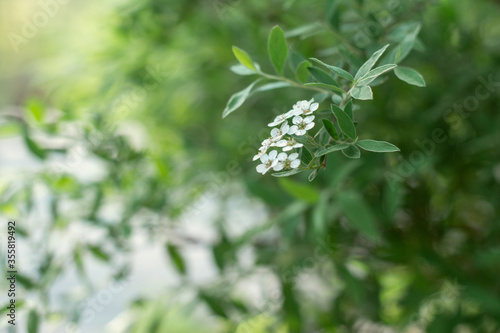 white flowers on bush