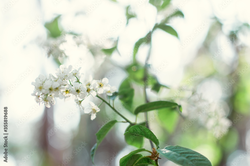 Fototapeta premium white flowers on the tree