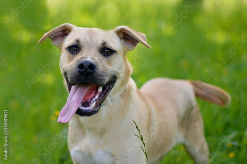 Happy american staffordshire terrier in the park. Smiling dog posing  looking into camera  good vibes