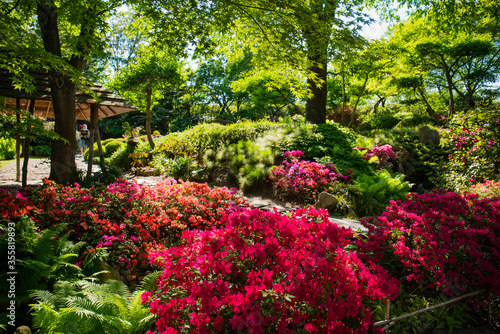 Fototapeta Naklejka Na Ścianę i Meble -  Blooming rhododendrons in Japanese garden within Botanical garden in Prague