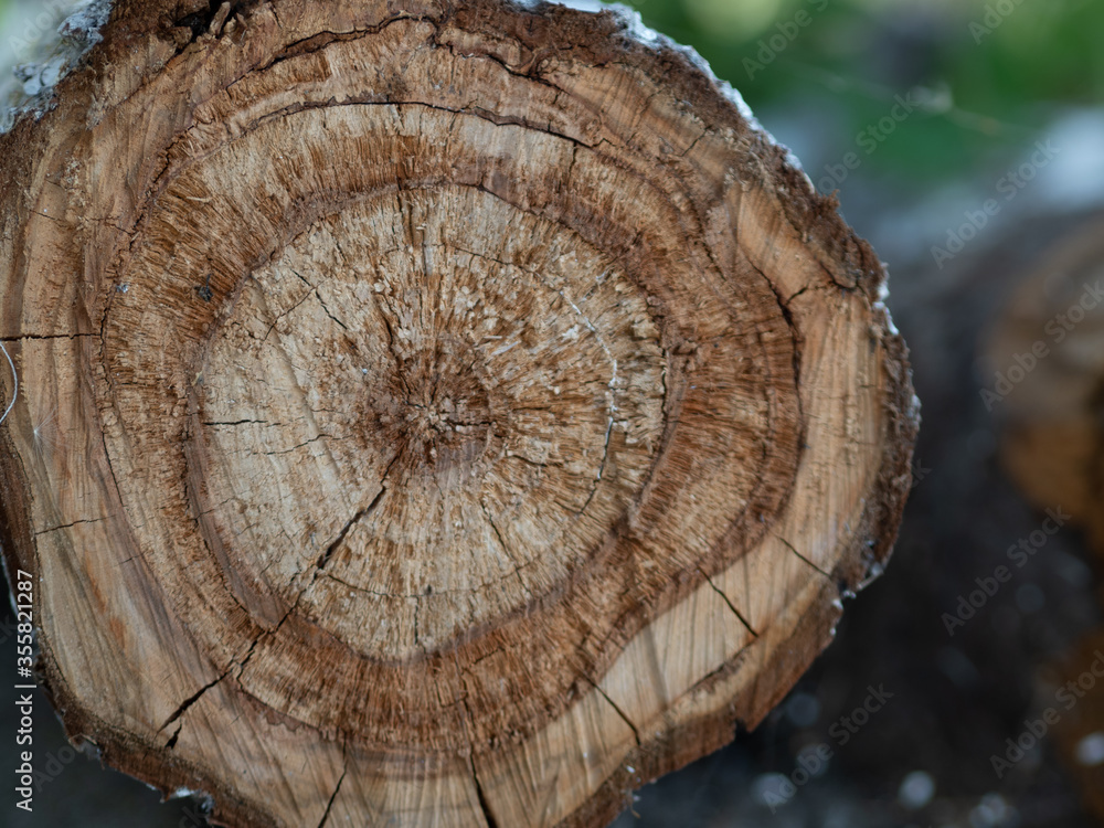 Naklejka premium cut tree stump wood texture